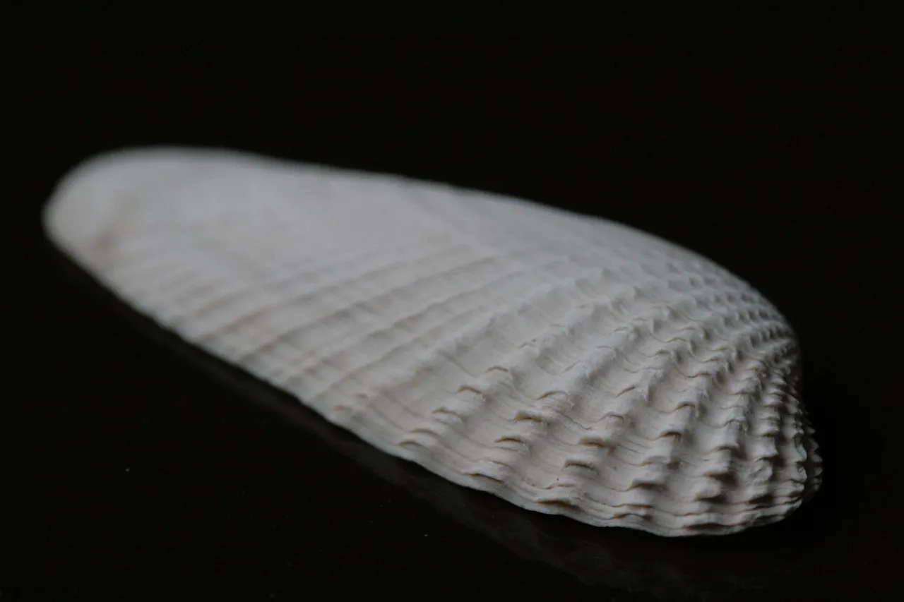 How Long Do Dried Scallops Last?